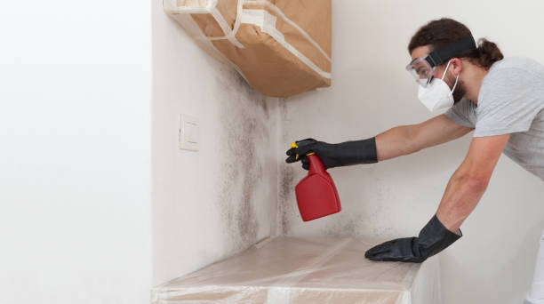 Professional Basement Mold Remediation technician working in Marbury, MD