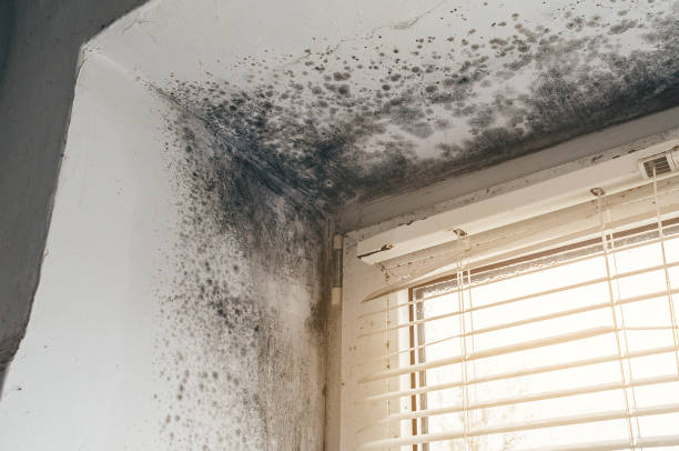 Affordable Basement Mold Remediation solutions in Marbury, MD